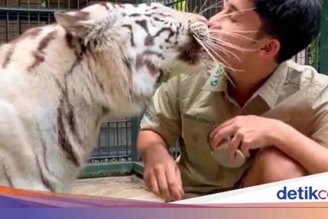 Blak-blakan Alshad Ahmad Soal Penyebab Matinya Cenora Si Anak Harimau