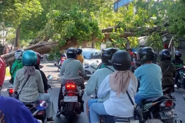 Pohon Kesono di Mojosari Mojokerto Tumbang, Lalin Tersendat Dua Jam