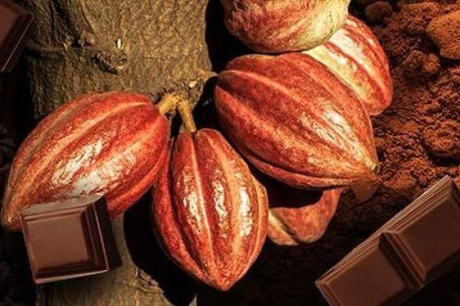 Cokelat RI Jadi Korban Petaka Bumi, Dunia Ikutan Ketar-Ketir