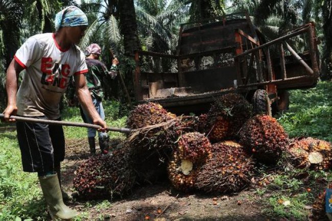 Terus Lesu! Harga CPO Ada di Level Terendah 3 Bulan