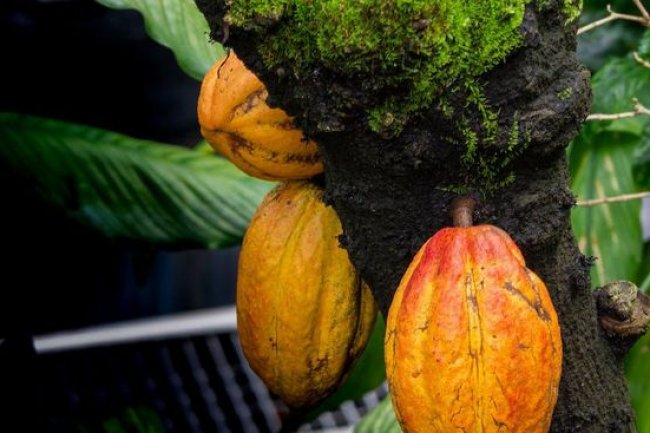 Cokelat RI: Kena Dendam Eropa, Kini Juga Terancam El Nino