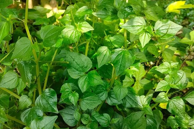 10 Manfaat Daun Sirih, Mempercepat penyembuhan Luka Hingga Menurunkan Darah Tinggi
