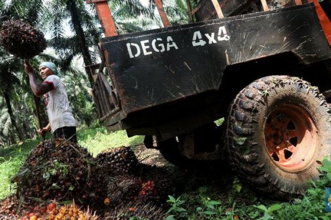 Harga CPO OTW Menguat 4 Hari Beruntun, Ini Pemicunya