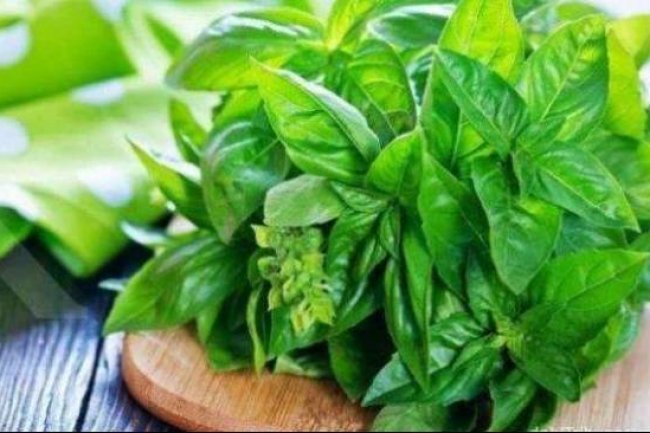 Ternyata Air Rebusan 3 Daun ini Efektif Meredakan Asam Lambung! Apa Saja?