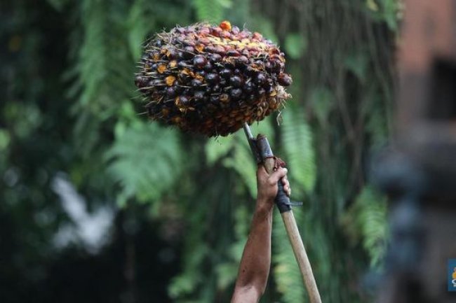 Kabar Bahagia! Harga CPO Mulai Membaik, Lanjut Naik 0,21%