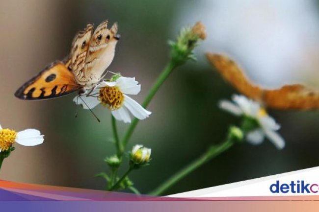 Apa Benar Kupu-kupu Buta? Begini Penjelasannya