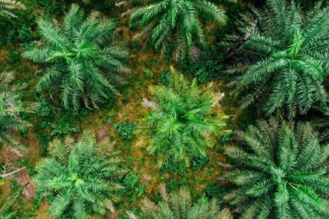 Bappebti Ungkap Alasan Perdagangan Perdana Bursa CPO Sepi