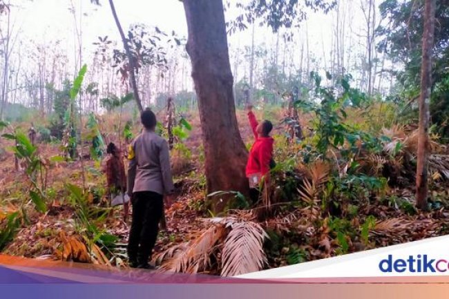 Tersambar Petir Saat Panjat Pohon Durian di Pekalongan, 2 Orang Tewas