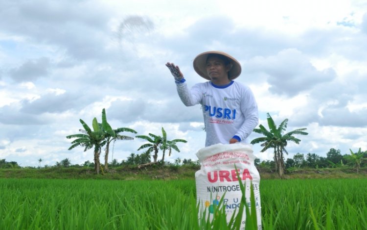 Beli Beras Kini Dibatasi, Sebuah Ironi di Negeri Lumbung Padi