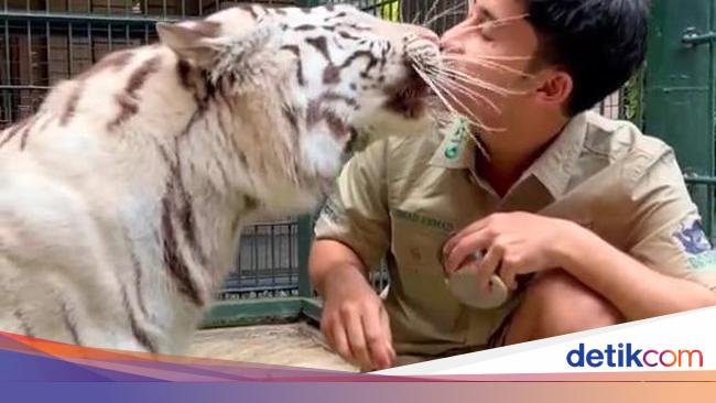 Blak-blakan Alshad Ahmad Soal Penyebab Matinya Cenora Si Anak Harimau