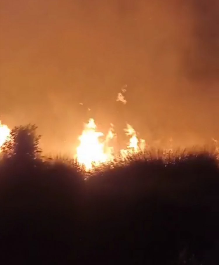 Kebun Kelapa Sawit Milik PT HMBP Hangus Terbakar