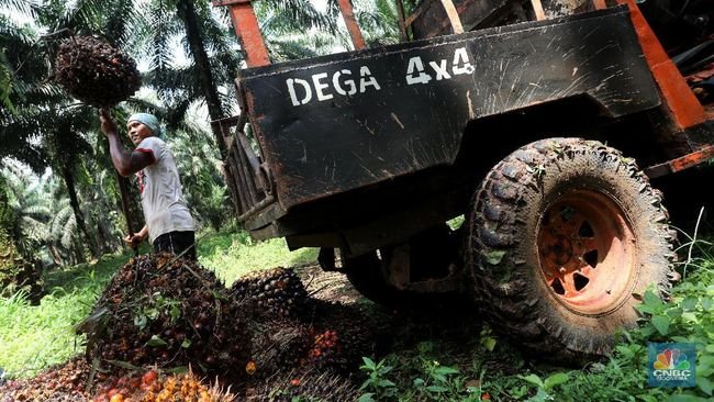 Harga CPO OTW Menguat 4 Hari Beruntun, Ini Pemicunya