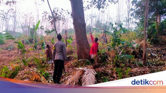 Tersambar Petir Saat Panjat Pohon Durian di Pekalongan, 2 Orang Tewas