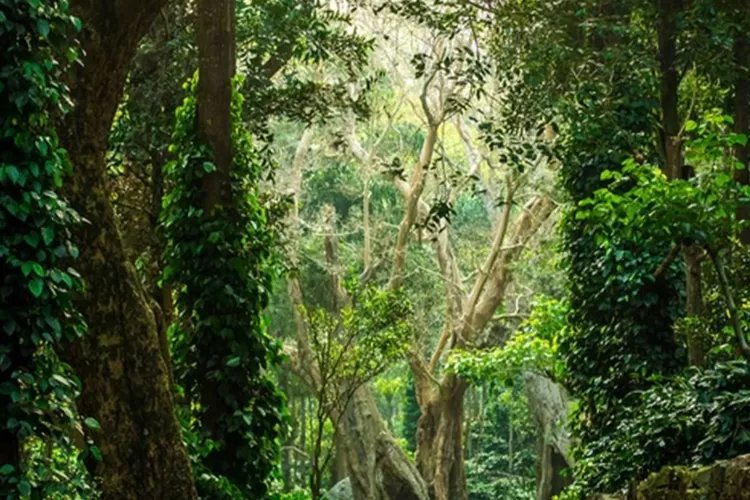 Hutan di Jabar ini Bakal Dibangun Bandara Internasional: Padahal Satu Satunya Kawasan Hijau di Karawang