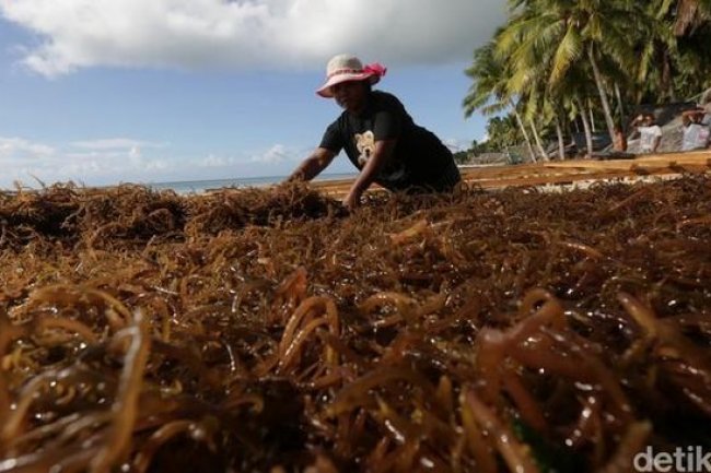 RI Punya Harta Karun Laut Raksasa, Mau Diolah Jadi Ini