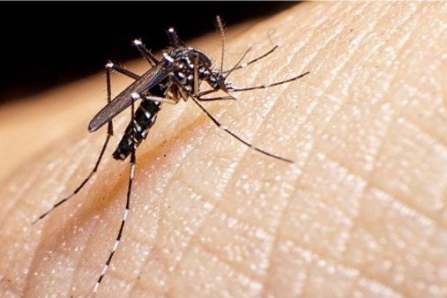 Kemenkes Ingatkan Warga untuk Waspada DBD, Penyebab Kematian Tertinggi Nomor 6 pada Anak