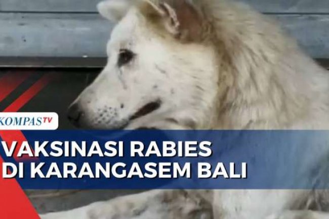 Antisipasi Merebaknya Rabies, Petugas Vaksinasi Hewan di Karangasem Bali