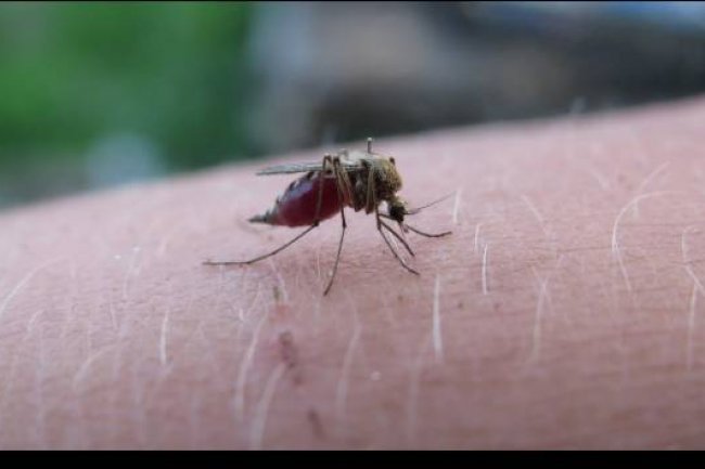 Apa Itu Nyamuk Wolbachia dalam Pencegahan Demam Berdarah?