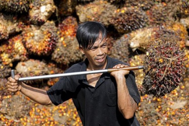 Moeldoko Ungkap 3 Masalah Petani Sawit di Indonesia