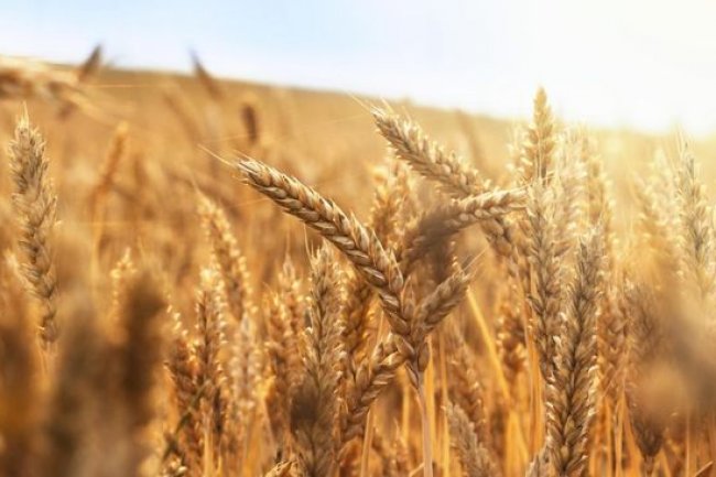Pengamat: Konsumsi Gandum Bisa Melonjak Jika Produksi Beras Turun