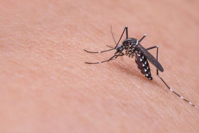 Apa Itu Nyamuk Wolbachia Karya Bill Gates Pembasmi DBD