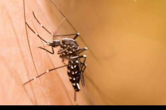 3 Fakta soal Nyamuk dengan Bakteri Wolbachia, Benarkah Bisa Mencegah Penyebaran DBD?