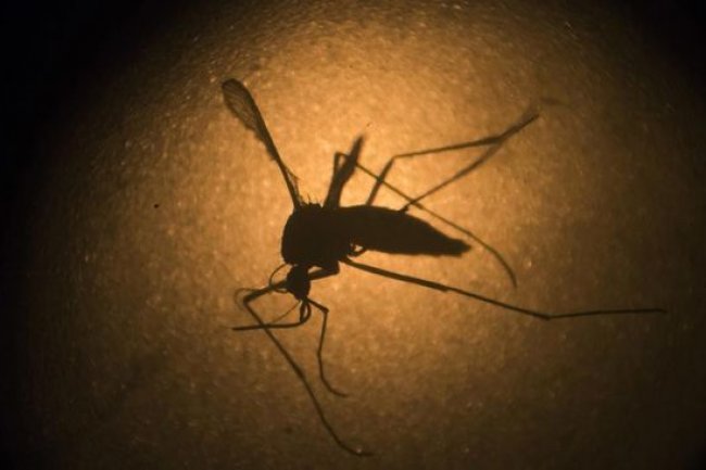 Nyamuk Wolbachia Dilepas di 5 Wilayah RI, Ini Tujuan Kemenkes