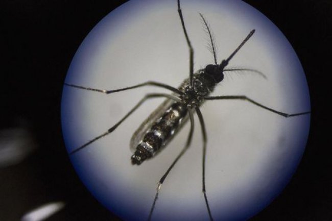 Pakar Blak-blakan Soal Bentol Bekas Gigitan Nyamuk Wolbachia