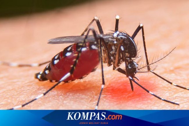 Dinkes DKI: Penyebaran Nyamuk Wolbachia di Jakbar Masih Tahap Sosialisasi