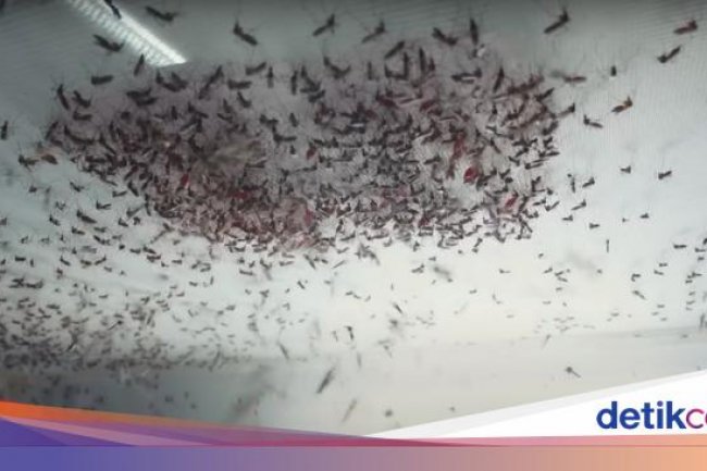 Dinkes DKI: Nyamuk Wolbachia Belum Disebar di Jakbar, Masih Sosialisasi