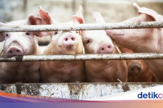 Inggris Laporkan Kasus Pertama Strain Flu di Manusia yang Mirip Virus Babi