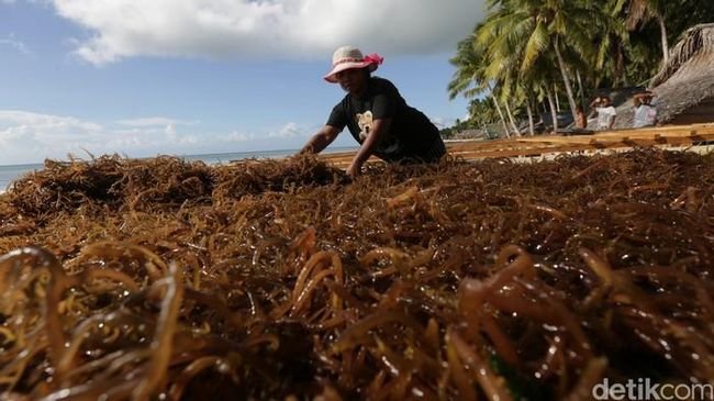 RI Punya Harta Karun Laut Raksasa, Mau Diolah Jadi Ini