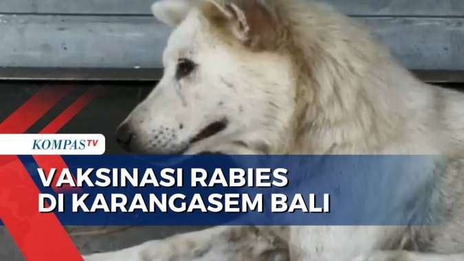 Antisipasi Merebaknya Rabies, Petugas Vaksinasi Hewan di Karangasem Bali