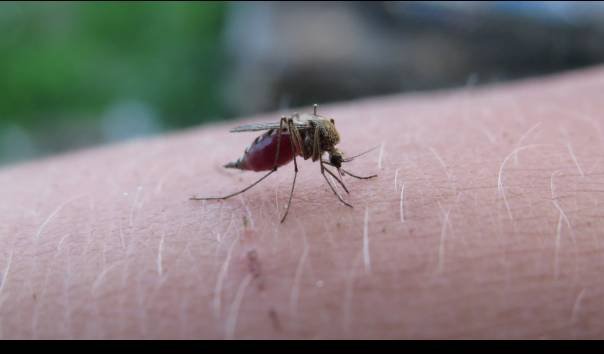 Apa Itu Nyamuk Wolbachia dalam Pencegahan Demam Berdarah?