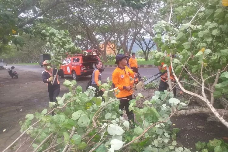 Musim Hujan Tiba, Peristiwa Pohon Tumbang Paling Banyak, BPBD Klungkung Lakukan Mitigasi