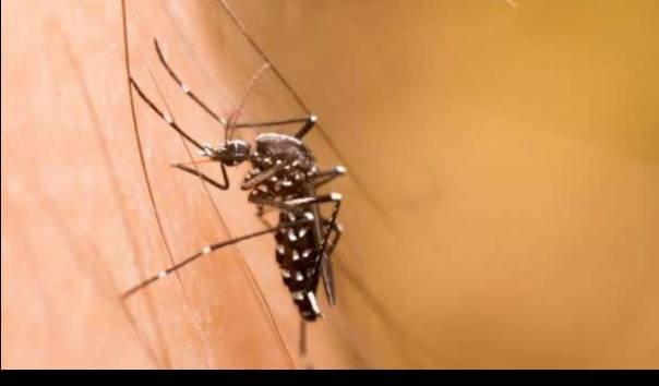 3 Fakta soal Nyamuk dengan Bakteri Wolbachia, Benarkah Bisa Mencegah Penyebaran DBD?