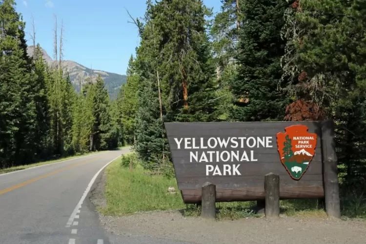 Penyakit Rusa 'Zombie' Terkonfirmasi di Taman Nasional Yellowstone, Pemerintah Peringatkan untuk Menghindari Satwa Liar