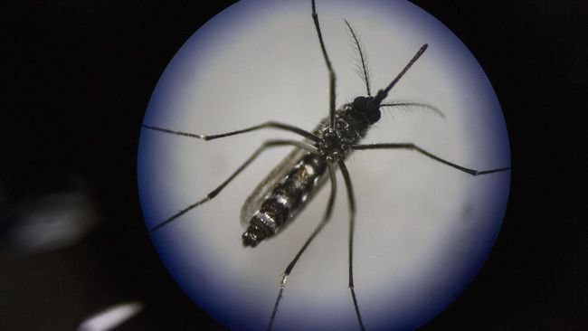 Fakta-Fakta Nyamuk Wolbachia Penumpas DBD yang Disebar di 5 Kota