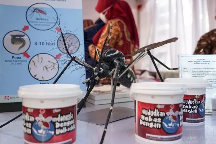 Profesor UGM Tunjukkan Bukti Keampuhan Nyamuk Wolbachia Tekan Angka DBD di Yogyakarta