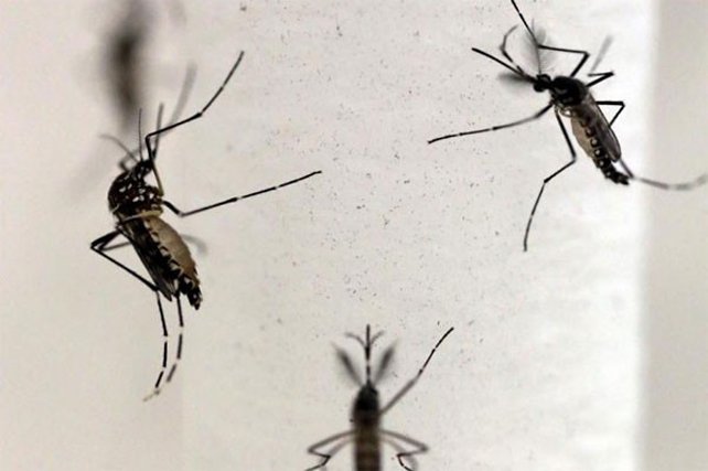 Hoaks! Nyamuk Wolbachia Akan Menjadi Pandemi Kedua
