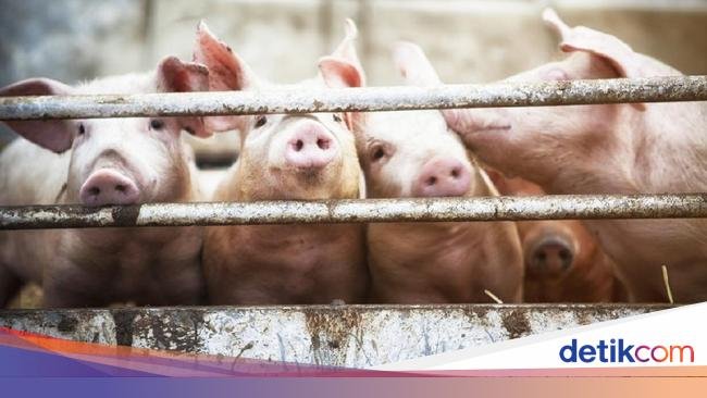 Inggris Laporkan Kasus Pertama Strain Flu di Manusia yang Mirip Virus Babi