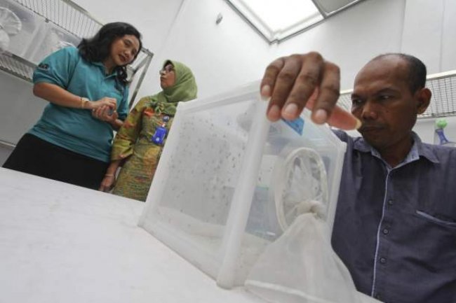 Mengenal Implementasi Teknologi pada Nyamuk Wolbachia