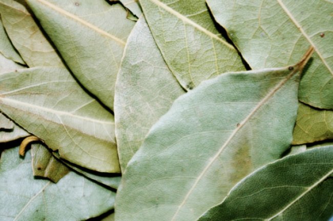 Tak Disangka! 5 Daun yang Mudah Dijumpai ini Bawa Manfaat untuk Pengidap Diabetes