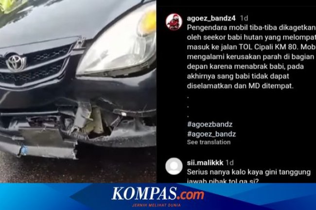 Mobil Tabrak Babi Hutan di Jalan Tol, Bisa Klaim Asuransi?