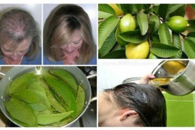 Caranya Mudah, Begini Mengatasi Rambut Rontok dengan Daun Jambu Biji, Tidak Lama Rambut Kembali Subur