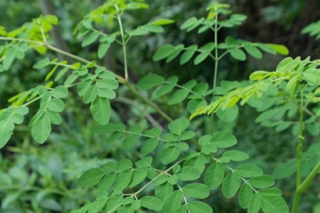 9 Manfaat Daun Kelor untuk Kesehatan Tubuh, Lawan Radang dan Tingkatkan Gairah Seks