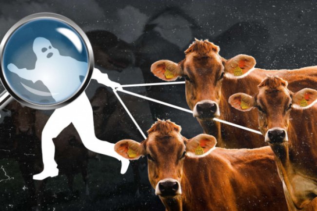 2 Ekor Sapi Milik Ustad Raib Dijarah Pencuri