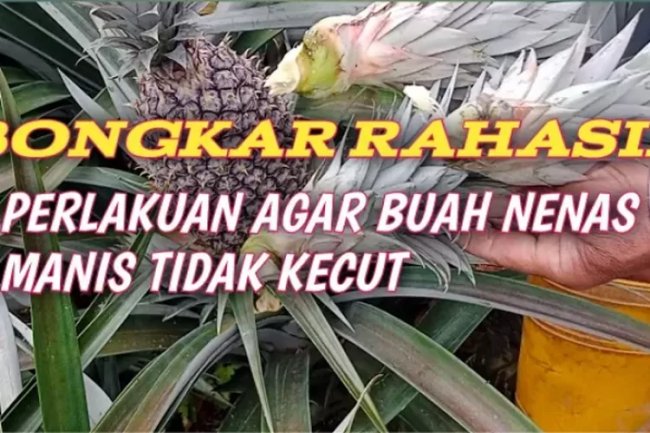 Trik Rahasia Agar Tanaman Nenas Tidak Kecut Dari Pangkal Buah Hingga Ujungnya