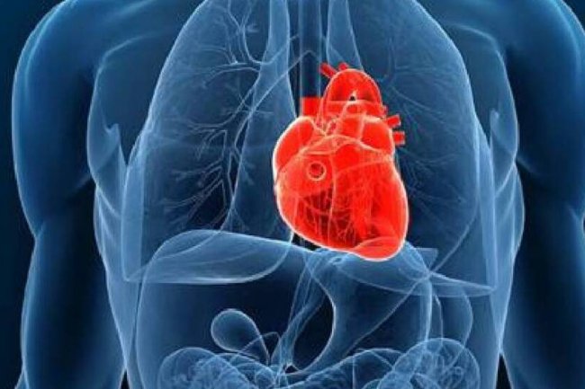 Ingin Miliki Jantung Sehat? Lakukan 11 Langkah Sederhana Ini Agar Jantung Anda Sehat dan Terawat