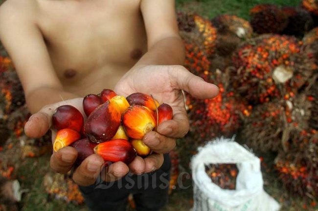 Harga Referensi CPO Merosot Lagi di Awal 2024, Kemendag Ungkap Biang Keroknya